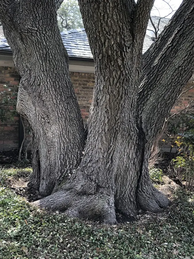 Mature heritage tree close to a Ossining property cared for by certified arborists